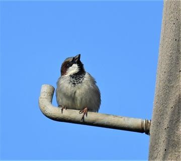 House-Sparrow-(M)-04-09-2019-LT1_1220