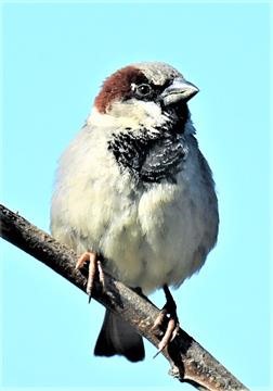 House-Sparrow-(M)-24-08-2019-LT1_1062 (3)