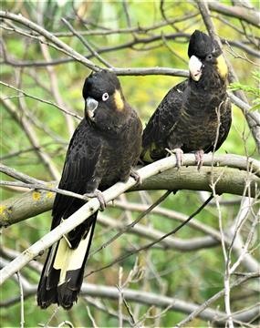 Yellow-tailed-Black-Cockatoo-(M&F)-25-06-2020-LT1_5043