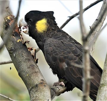 Yellow-tailed-Black-Cockatoo-(Grubb Hunting)-25-06-2020-LT1_5039  (2)