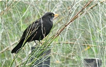 Common-Blackbird-(M)-25-06-2020-LT1_5061  (2)