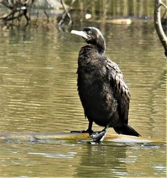 Little-Black-Cormorant-14-07-2020 (2)