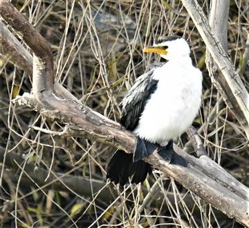 Little-Pied-Cormorant-04-06-2020-LT1_4879 (2)