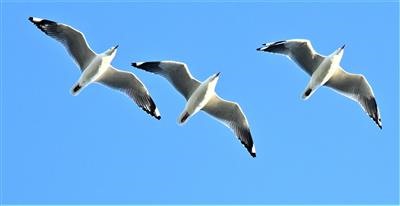 Silver-Gull-15-04-2020-LT1_4422 (2)