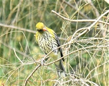 Olive-backed-Oriole 21-09-2020-LT1_5837 (2)