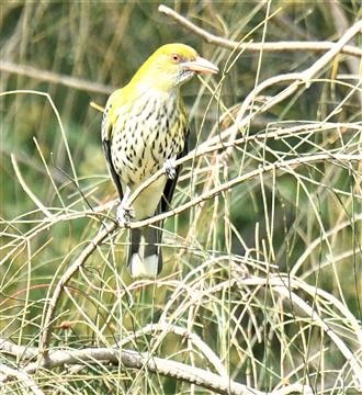 Olive-backed-Oriole-21-09-2020-LT1_5838 (2)