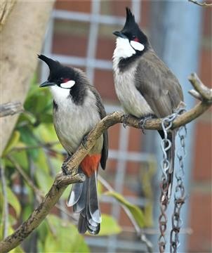 Red-whiskered-Bulbul-John-St-03-10-2020-LT1_6081 (2)