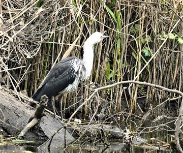 White-necked-Heron-Juv)-08-12-2020--LT1_6838