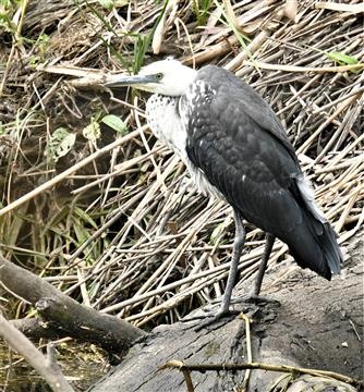 White-necked-Heron-Juv)-08-12-2020--LT1_6849