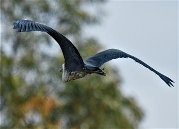 White-necked-Heron-Juv)-08-12-2020--LT1_6868