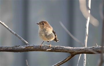 Pink-Robin-(F) 05-05-2021 (Andrew Thornton)