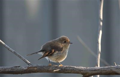 Pink-Robin-(F) 05-05-2021 (Andrew Thornton)