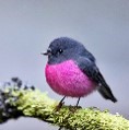 Pink-Robin-(Internet)
