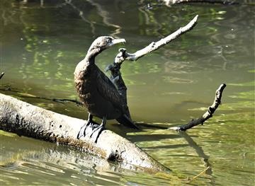 Little-Black-Cormorant-23-05-2021-LT1_8551 (2)