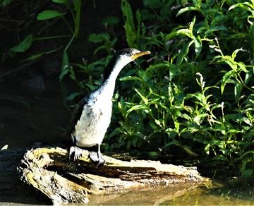 Little-Pied-Cormorant-28-04-2021-LT1_8244 (2)