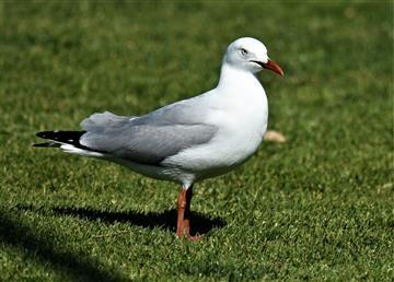 Silver-Gull-06-09-2020-LT1_5725 (2)