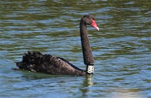 Black-Swan-19-10-2015-Paisley-Challis Wetlands