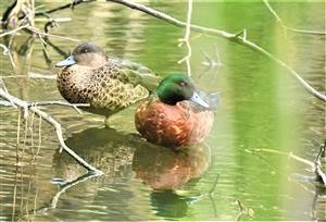 Chestnut-Teal-07-06-2021-LT1_8722 (2)