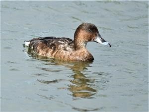 Hardhead-04-02-2020-W'town-Wetlands-LT1_3722 (2)