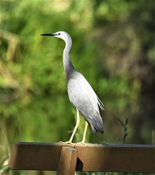 White-faced-Heron-17-11-2020-Lt1_6520 (2)