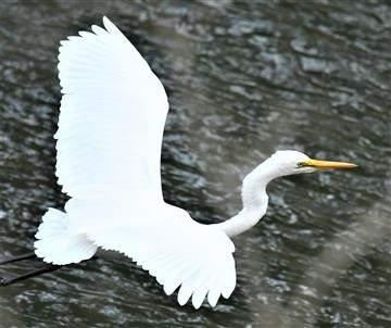 Great-Egret-07-06-2021-LT1_8689 (2)