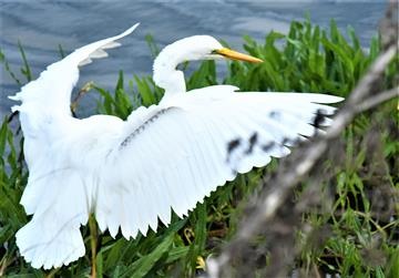 Great-Egret-07-06-2021-LT1_8695 (2)