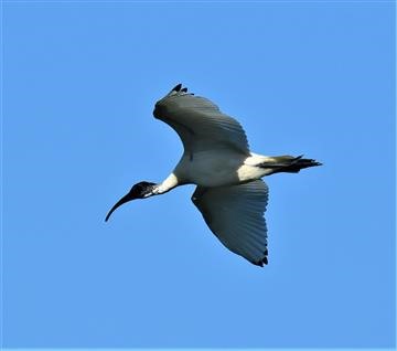 Australian-White-Ibis-26-10-2020-LT1_6298 (2)