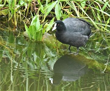 Eurasian-Coot-18-01-2021-LT1_7035 (2)