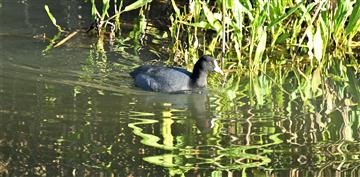 Eurasian-Coot-23-05-2021-LT1_8548 (2)