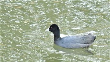 Eurasian-Coot-07-06-2021-LT1_8706 (2)