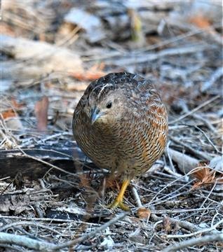 Brown-Quail-22-09-2019-LT1_1416-Oxley Creek Common Bris Qld