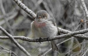 Rose-Robin-(F)-16-04-2018-Newport-Lakes-AndrewT