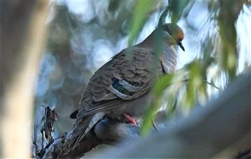 Common-Bronzewing-17-06-2021-LT1_8837 (2)