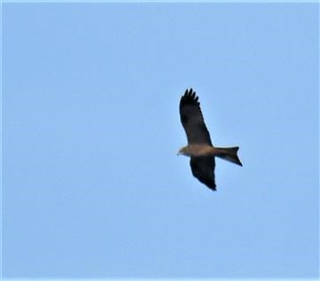 Black-Kite-14-06-2021-LT1_8801-Werribee River-Park