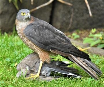 Collard-Sparrowhawk-27-02-2020-LT1_3872-John-St Altona-Nth