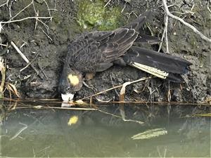 Yellow-tailed-Black-Cockatoo-(Drinking)-24-09-2020-LT1_5894 (2)