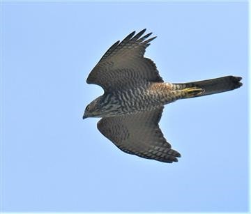 Collared-Sparrowhawk-07-05-2021-LT1_8419 (2)