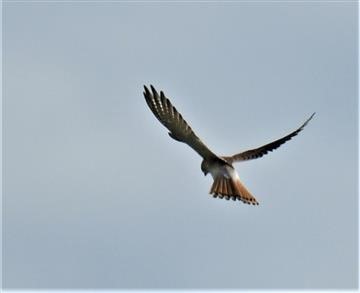 Nankeen-Kestrel-07-05-2021-LT1_8415 (2)