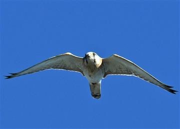 Nankeen-Kestrel-22-07-2019-(3)