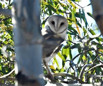 Eastern-Barn-Owl-15-07-2021-LT1_9060 (2)