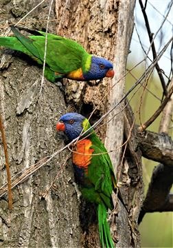 Rainbow-Lorikeet-07-07-2021-LT1_8973 (2)