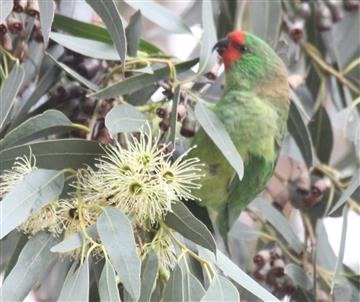 Little-Lorikeet-11-04-2018-(3)