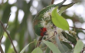 Little-Lorikeet-16-02-2019-(2)