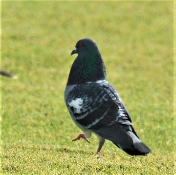 Rock-Dove-14-10-2019-LT1_2387 (2)