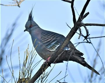 Crested-Pigeon-07-05-2021-LT1_8389 (2)