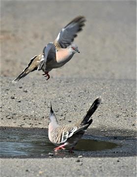 Crested-Pigeon-19-10-2019-LT1_24565 (3)