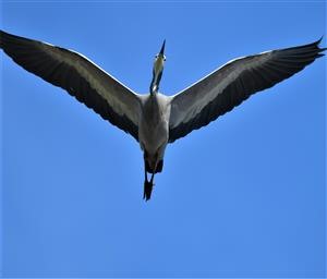 White-faced-Heron-27-07-2021-LT1_9177 (2)