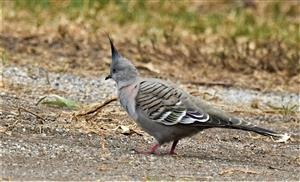 Crested-Pigeon-03-03-2021-LT1_7576 (2)