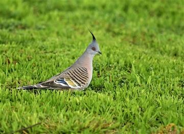 Crested-PIgeon-22-07-2021-LT1_9127 (2)