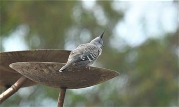 Crested-Pigeon-28-01-2021-LT1_7129 (2)